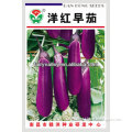 Magenta Early Mature Eggplant Seeds For Sale